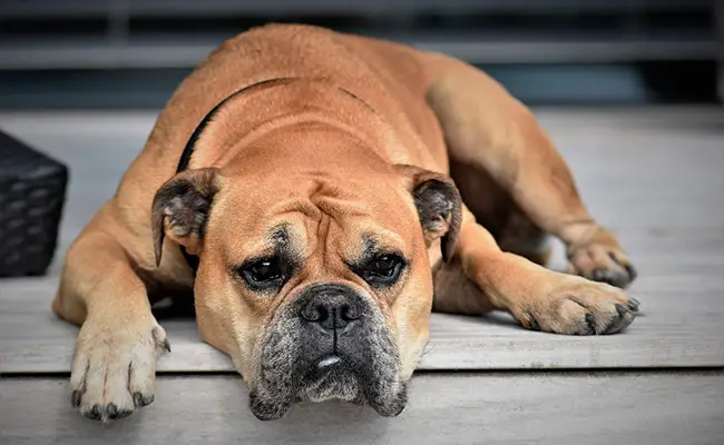 bouledogue continental 071521 650 400