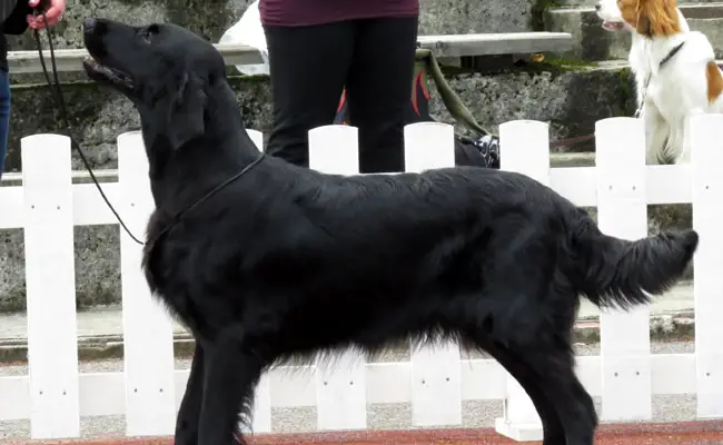 flat coated retriever 100235 650 400