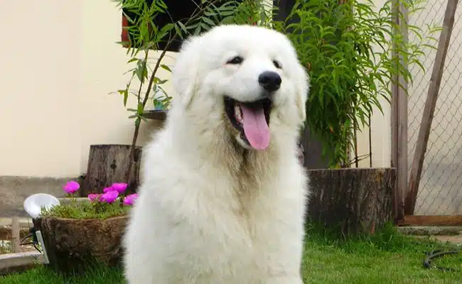 kuvasz 102705 650 400