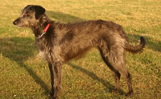 lurcher 140309 650 400