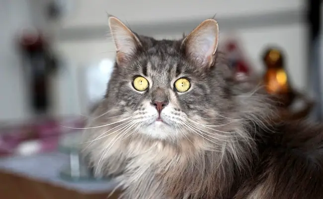 maine coon 1 162222 650 400