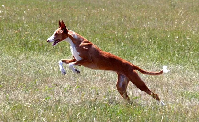 podenco ibicenco 093932 650 400