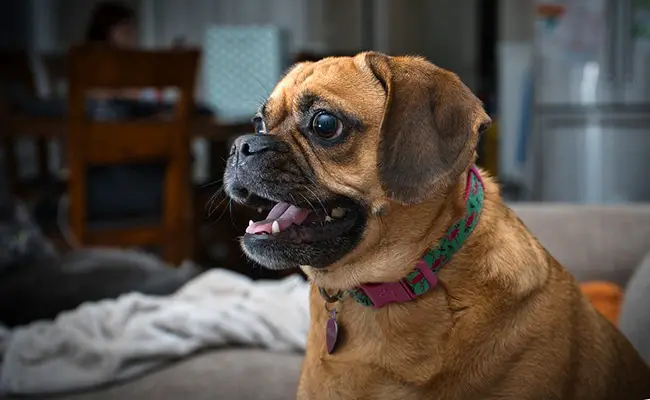 puggle 152218 650 400