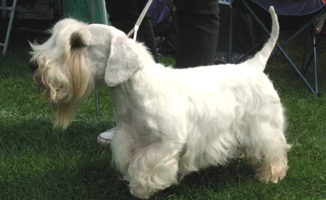 sealyham terrier 102655 650 400