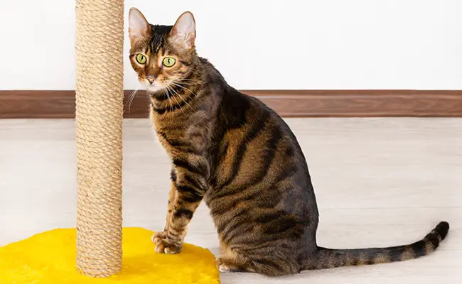 toyger 1 114316 650 400