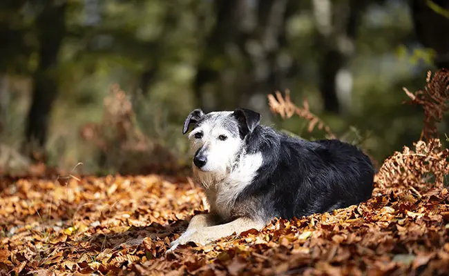 animaux danger chien 060337 650 400