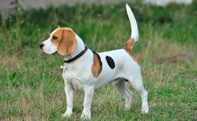 beagle 053641 650 400