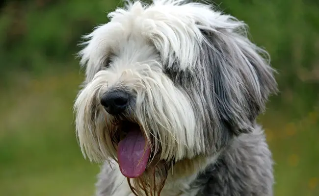 bearded collie 1 062624 650 400