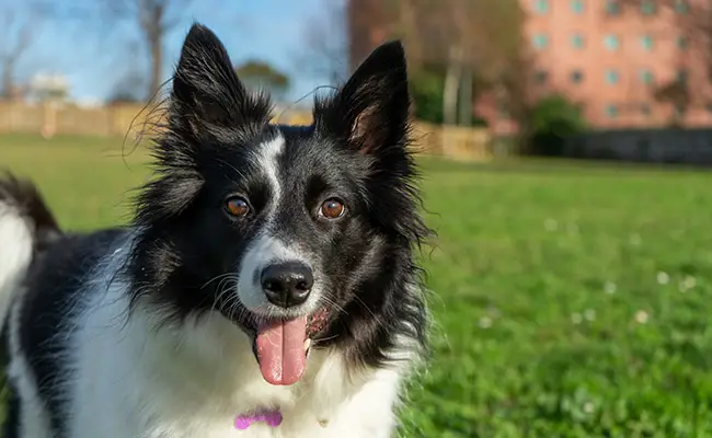 border collie 085604 650 400