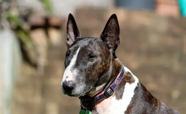 bull terrier 121527 650 400