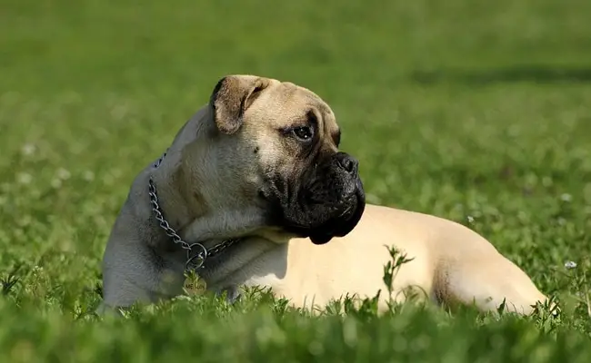 bullmastiff 1 134120 650 400