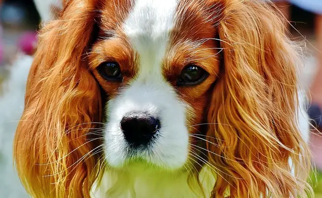 cavalier king charles 1 111433 650 400