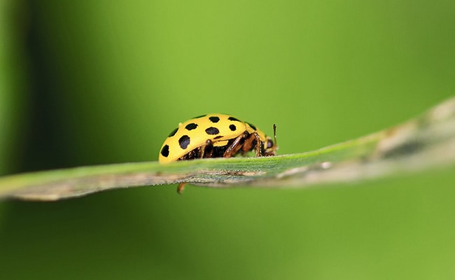 coccinelle jaune 061158 650 400