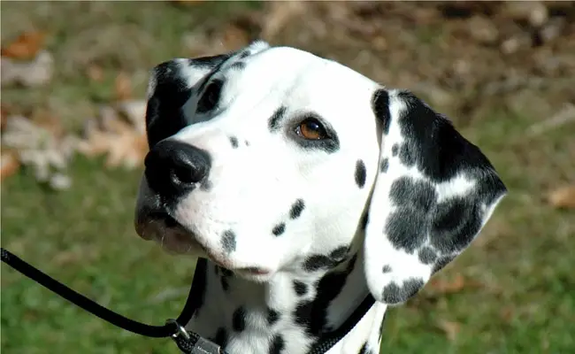 dalmatien 1 114016 650 400