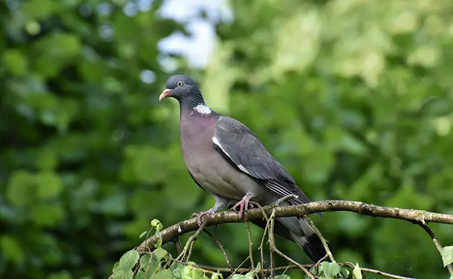 declin oiseaux france 053445 650 400