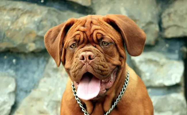 dogue de bordeaux 1 135408 650 400