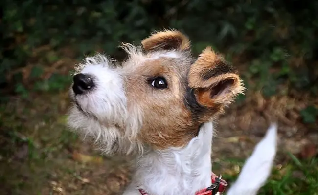 fox terrier 1 173458 650 400