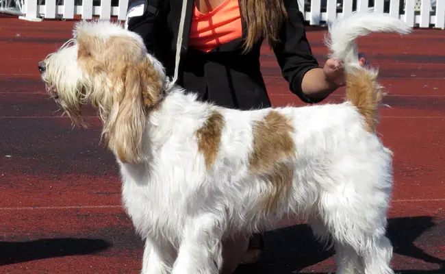 grand basset griffon vendeen 095701 650 400