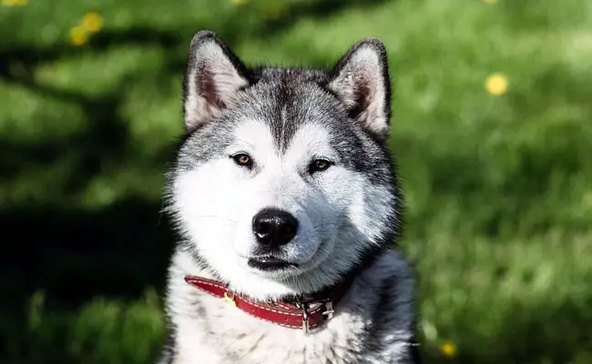 husky 1 093130 650 400