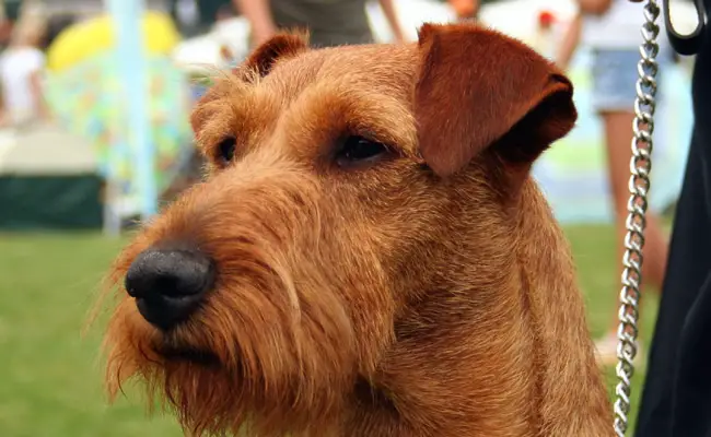 irish terrier 1 102309 650 400