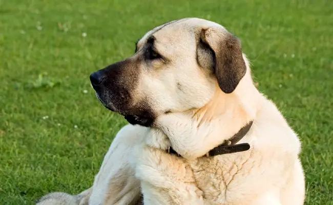 kangal 1 135002 650 400