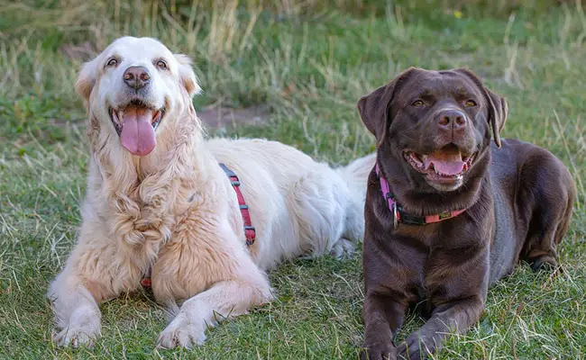 labrador golden retriever 053724 650 400