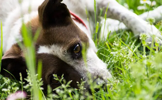 medecine douce chien 075509 650 400