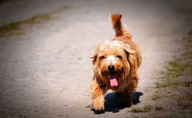 norfolk terrier 105824 650 400