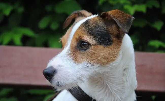 parson russel terrier 1 080605 650 400