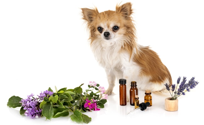 phytotherapie chiens 062133 650 400