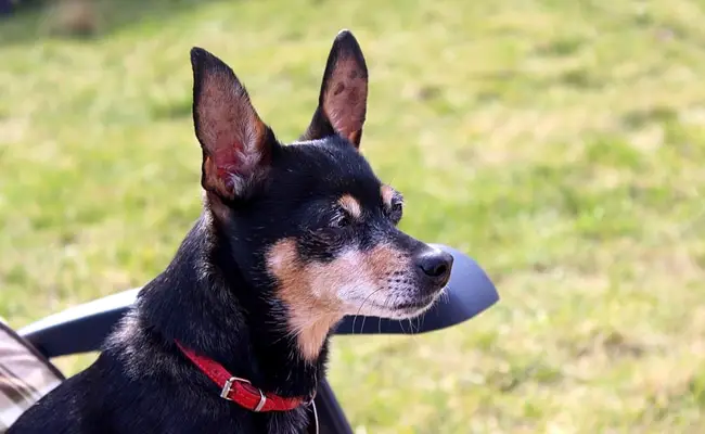 pinscher nain 1 114208 650 400