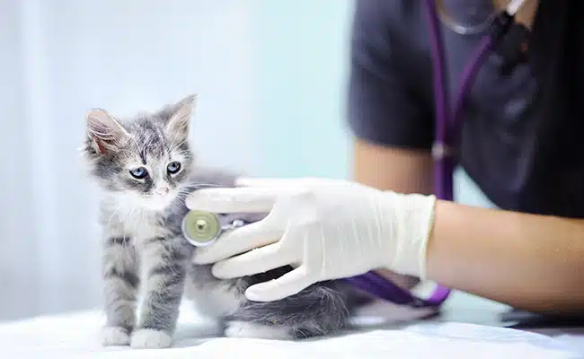 premiere visite veterinaire chaton 062411 650 400