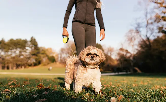 promener chien region parisienne 055315 650 400