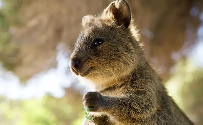 quokka 064042 650 400