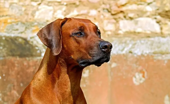 rhodesian ridgeback 1 075339 650 400