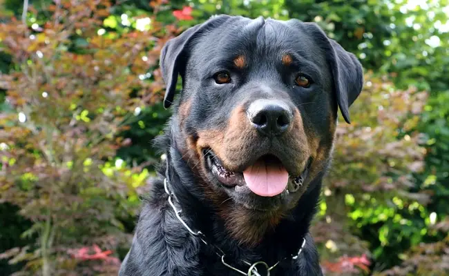 rottweiler 1 163059 650 400