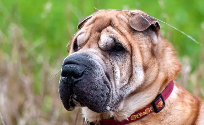 sharpei 1 090429 650 400