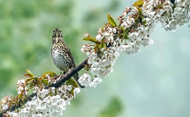 top 10 oiseaux chanteurs plus belles vocalises 055504 650 400