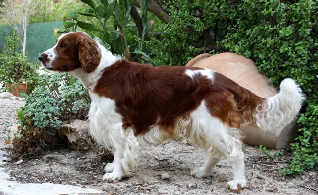 welsh springer spaniel 091039 650 400