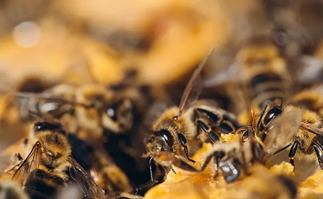 abeilles frabriquent miel 055214 650 400