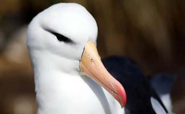 albatros 1 101913 650 400