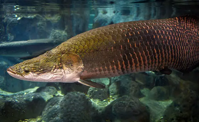 arapaima 163647 650 400