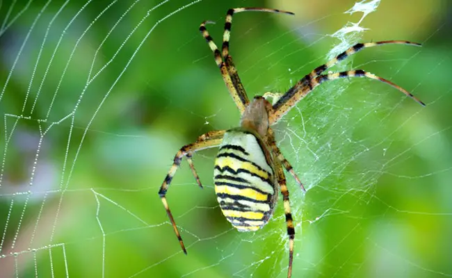 argiope bruennichi 063144 650 400