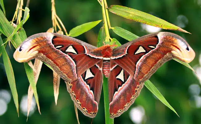 attacus atlas 063305 650 400