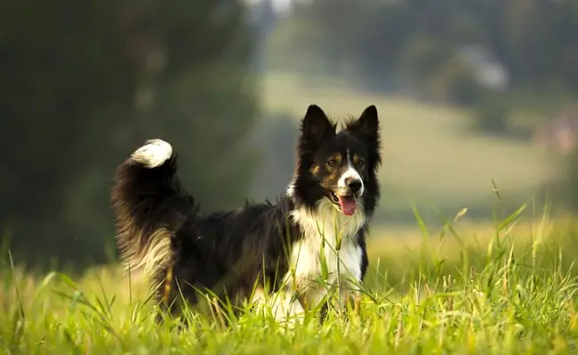 border collie 092150 650 400