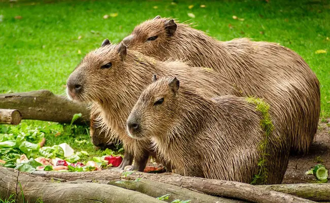 capybara 061957 650 400