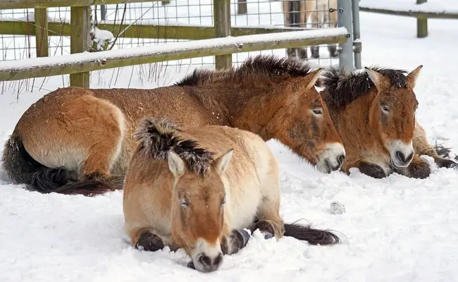 chevaux przewalski 100349 650 400