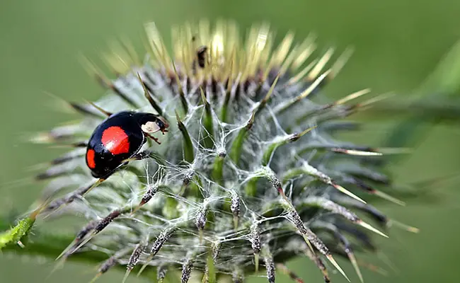 coccinelle asiatique 063042 650 400