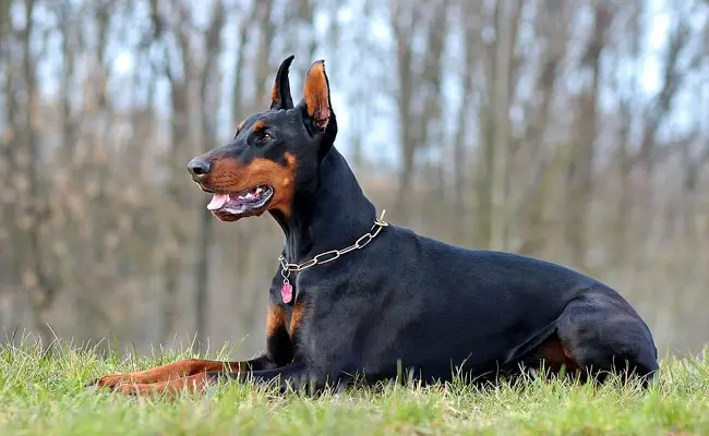 doberman 113432 650 400