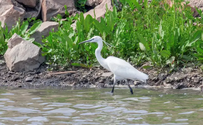 egretta garzetta 154748 650 400